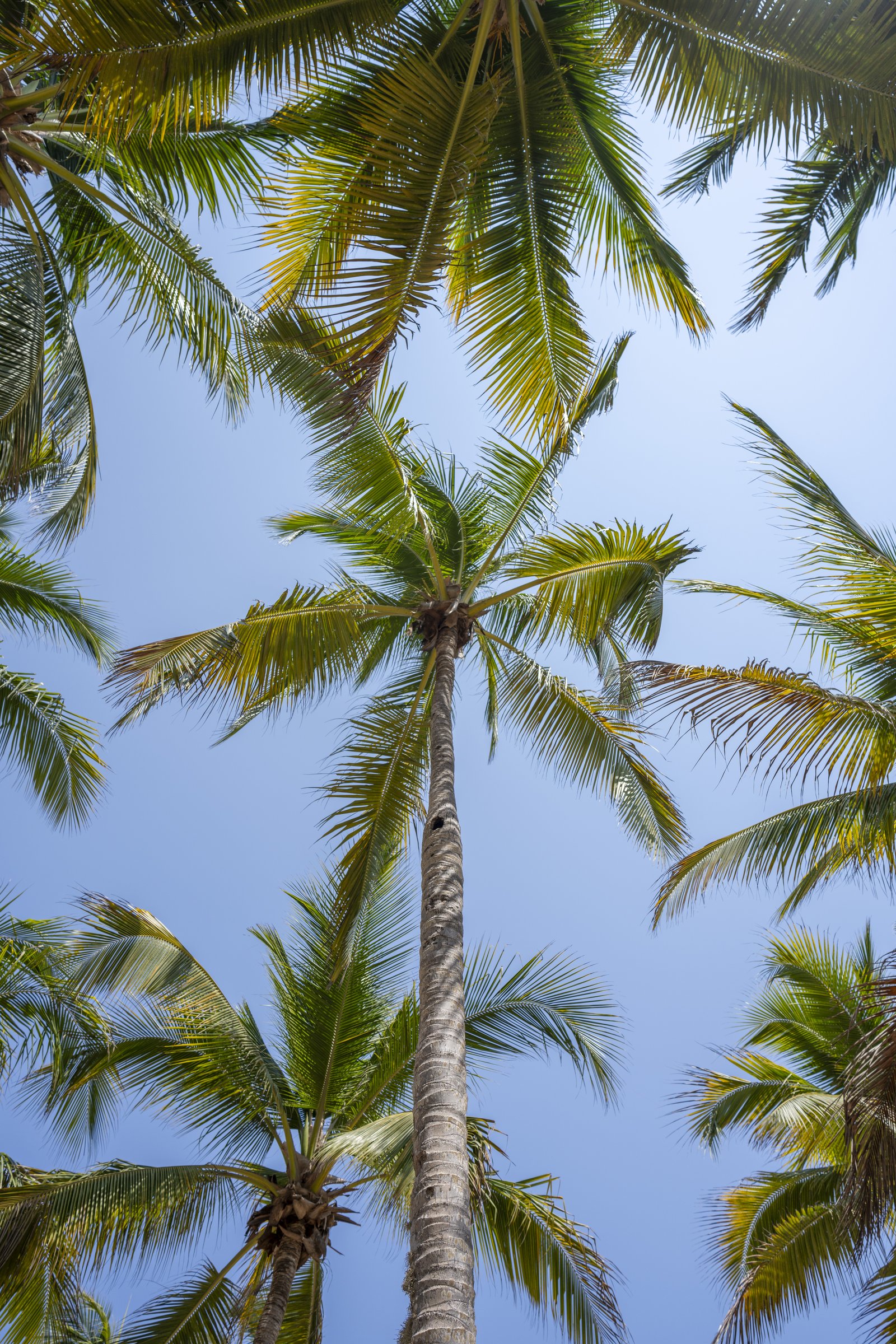 Palm Trees